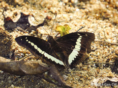 Bassarona teuta rayana