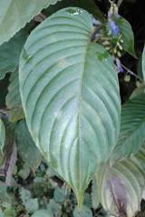 Rhynchoglossum