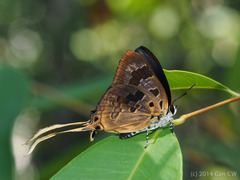 Bindahara phocides
