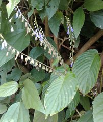 Rhynchoglossum