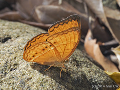 Cirrochroa surya siamensis