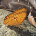 Cirrochroa surya siamensis - Photo (c) CheongWeei Gan, μερικά δικαιώματα διατηρούνται (CC BY-NC), uploaded by CheongWeei Gan