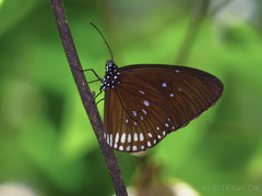 Euploea algea
