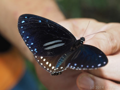 Euploea sylvester harrisii