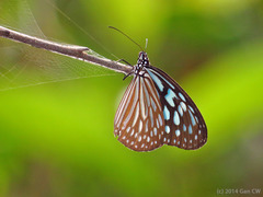 Ideopsis similis persimilis