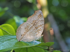 Junonia atlites atlites
