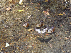 Graphium ramaceus pendleburyi