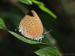 Arhopala