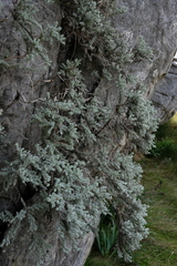 Atrichantha gemmifera