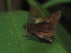 Hyarotis microstictum