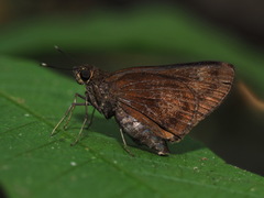 Hyarotis microstictum