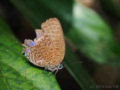 Arhopala