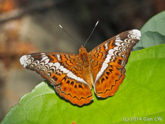 Lebadea martha martha