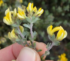 Aspalathus cytisoides