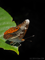 Lebadea martha martha