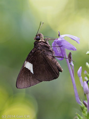 Notocrypta clavata theba