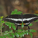 Papilio demolion - Photo (c) CheongWeei Gan, algunos derechos reservados (CC BY-NC)