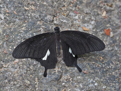 Papilio nephelus annulus