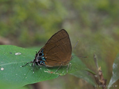 Remelana jangala travana