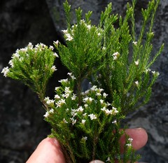 Audouinia laevis