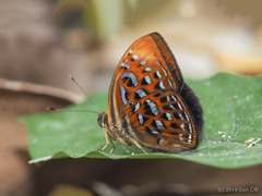 Taxila haquinus