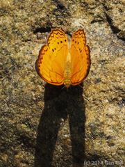 Cirrochroa surya siamensis