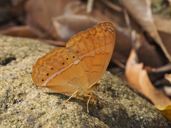 Cirrochroa surya siamensis
