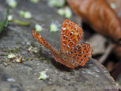 Zemeros flegyas allica
