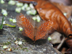 Zemeros flegyas allica