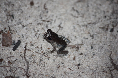 Leptobrachium