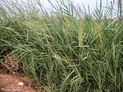 Arundo plinii