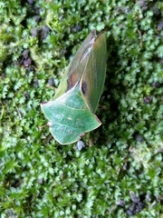 Tituria