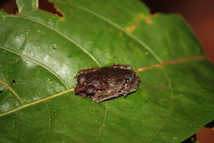Leptobrachium
