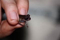 Leptobrachium