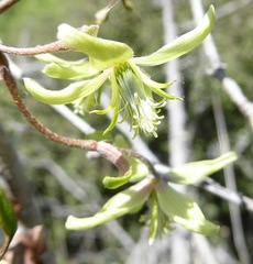 Clematis marata