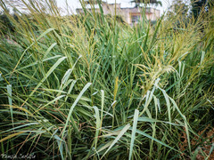 Arundo plinii