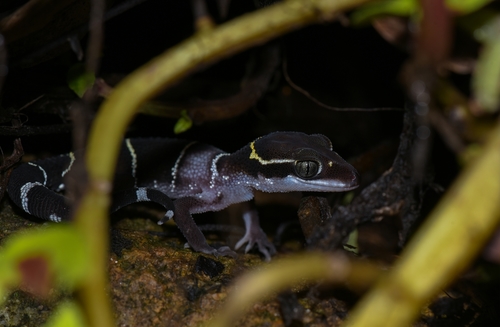 Cyrtodactylus albofasciatus