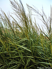 Arundo plinii