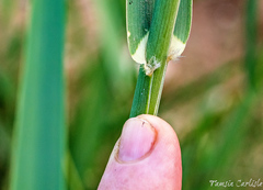 Arundo plinii