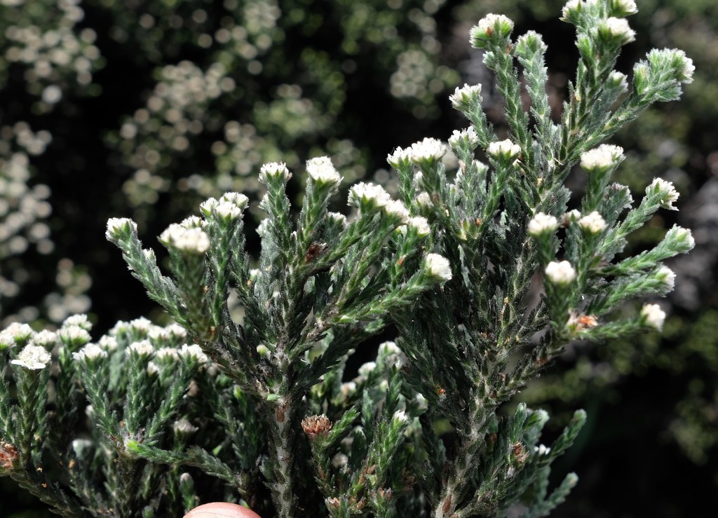 Dutoits Cedar Blacktips