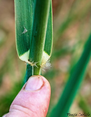 Arundo plinii