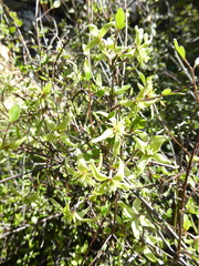 Clematis marata
