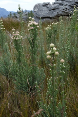 Brunia sphaerocephala