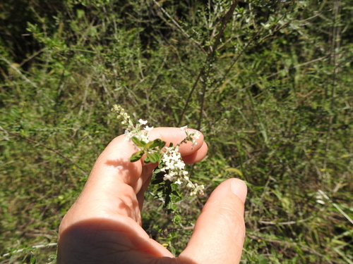 Image of Aloysia Decipiens (Aloysia decipiens) by (c) María Regina Silva, some rights reserved (CC BY)