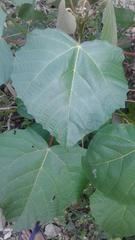 Macaranga denticulata