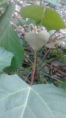 Macaranga denticulata