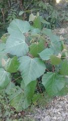 Macaranga denticulata