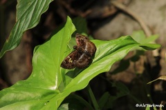 Quadrus cerialis