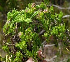 Carpacoce burchellii