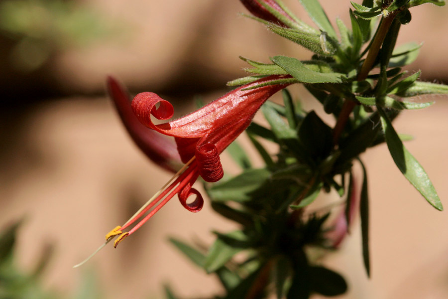 Anisacanthus thurberi